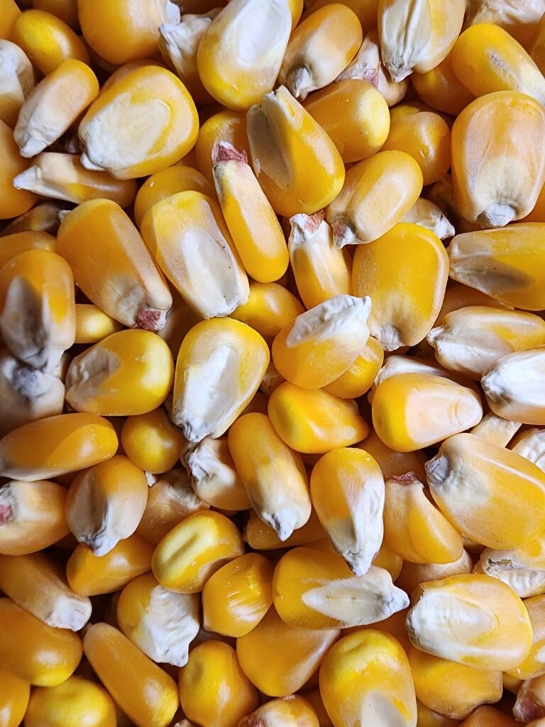 Maize (Corn)