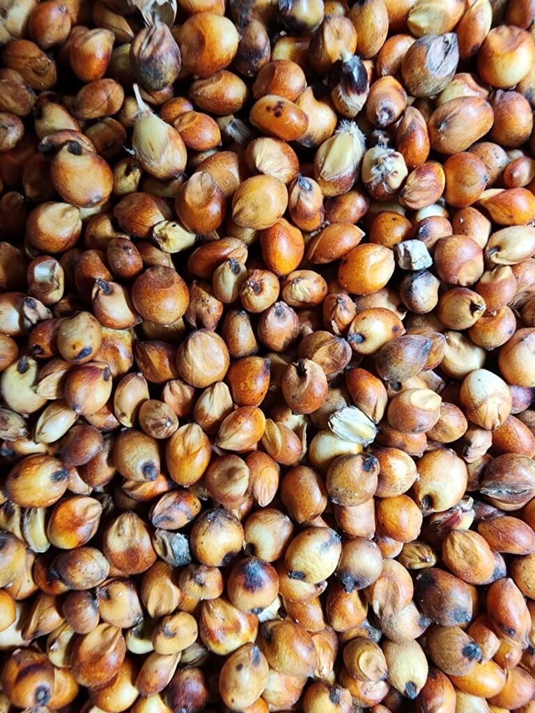 Sorghum