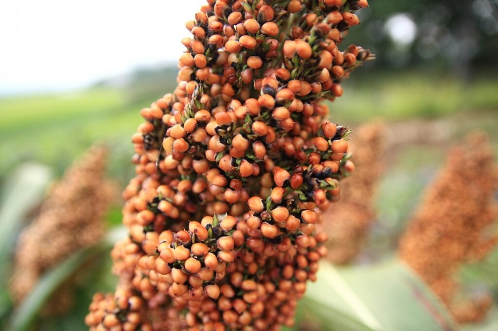 sorghum head