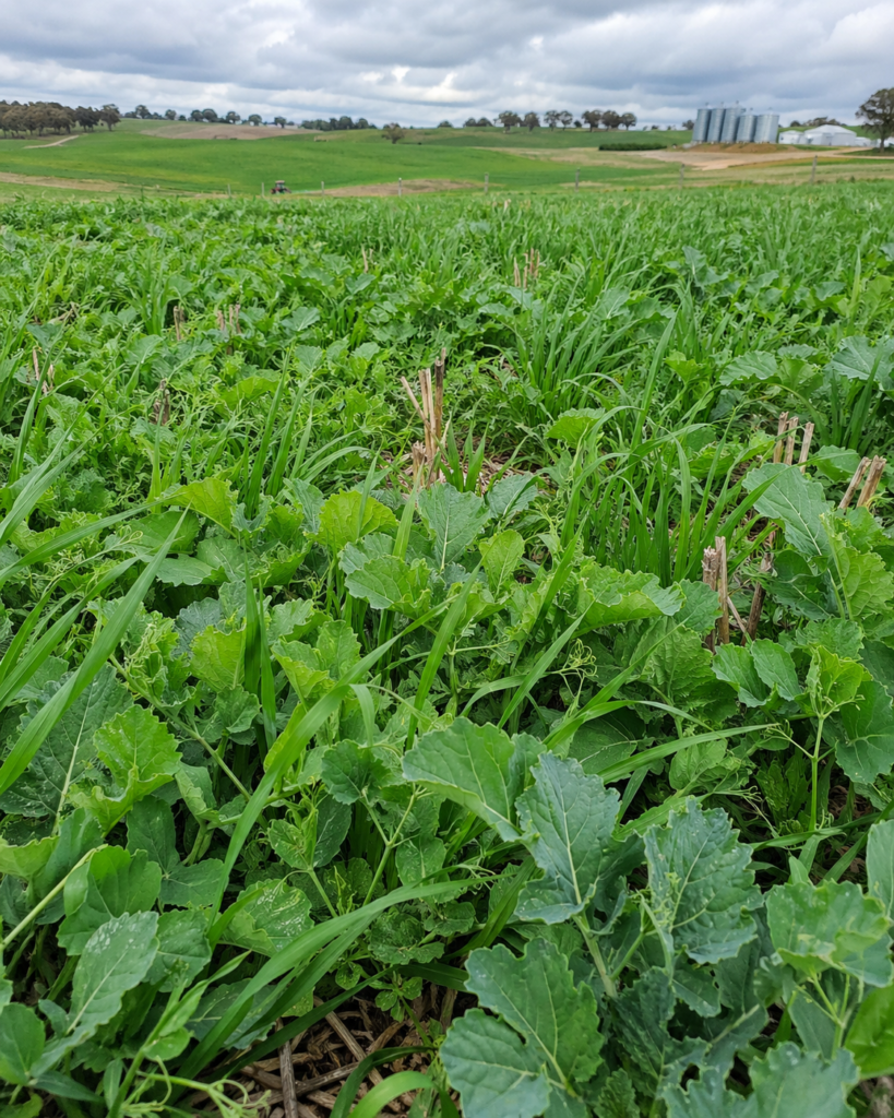 grain growing with cover crops